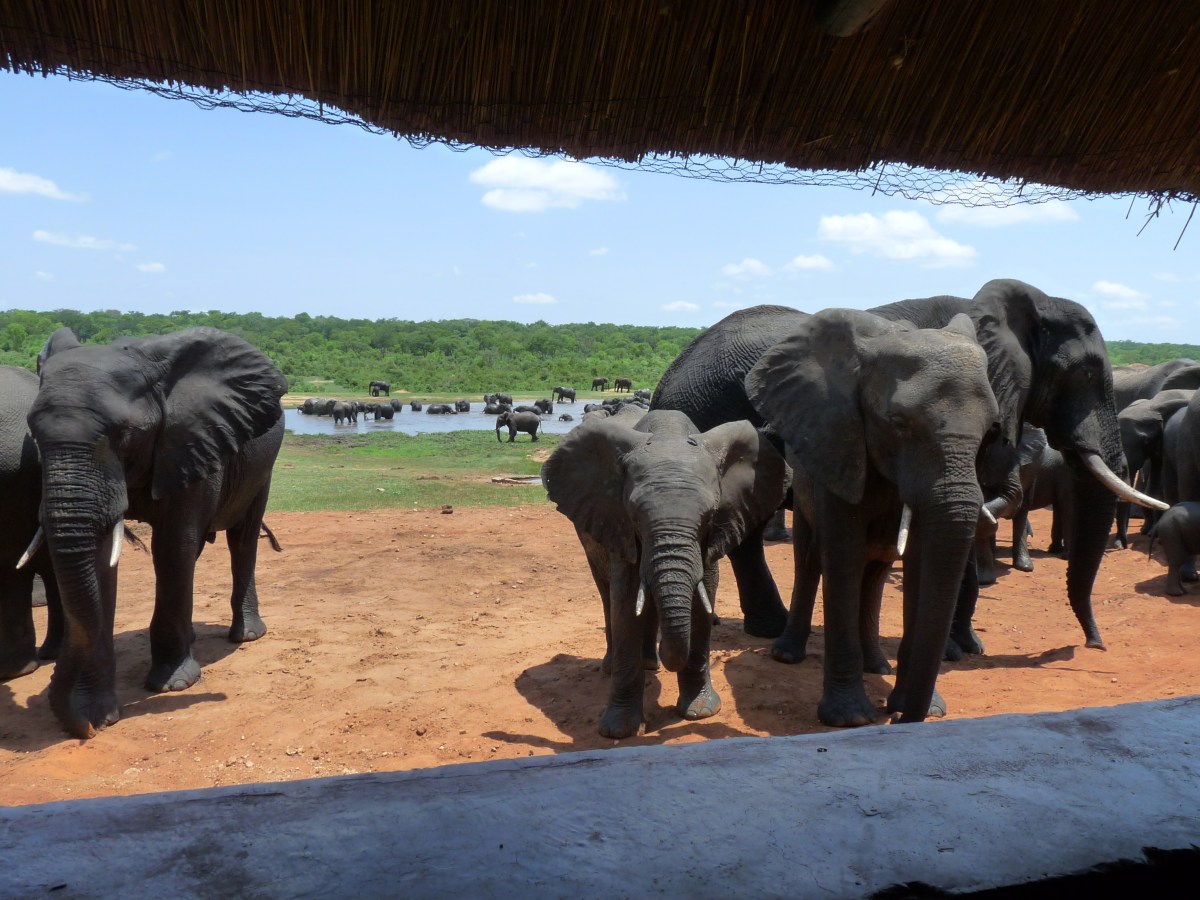 Elephants for Christmas